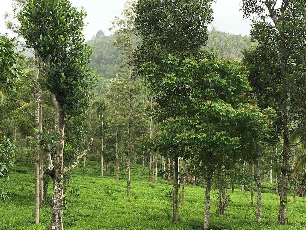 苏丹巴特利Harmony Farm Wayanad别墅 外观 照片